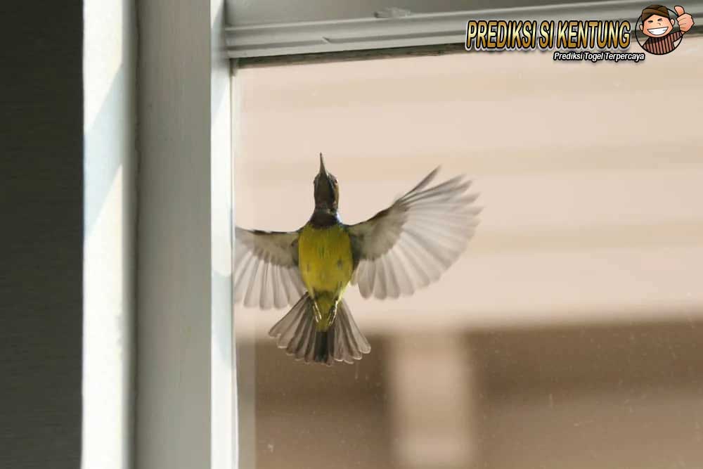 Kode Alam Burung 2D 3D 4D Masuk Rumah, Perkutut, Berkicau, Merpati -merupakan angka rahasia yang erat kaitannya dengan mimpi yang Anda alami