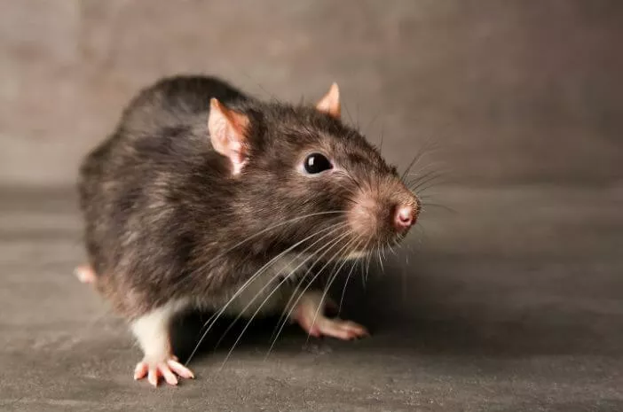 Arti mimpi erek erek tikus bergambar - di postingan prediksi kentung kali ini akan kita bahas Angka Erek Erek Tikus di Buku Tafsir Mimpi dan Kode Alam 2D 3D 4D