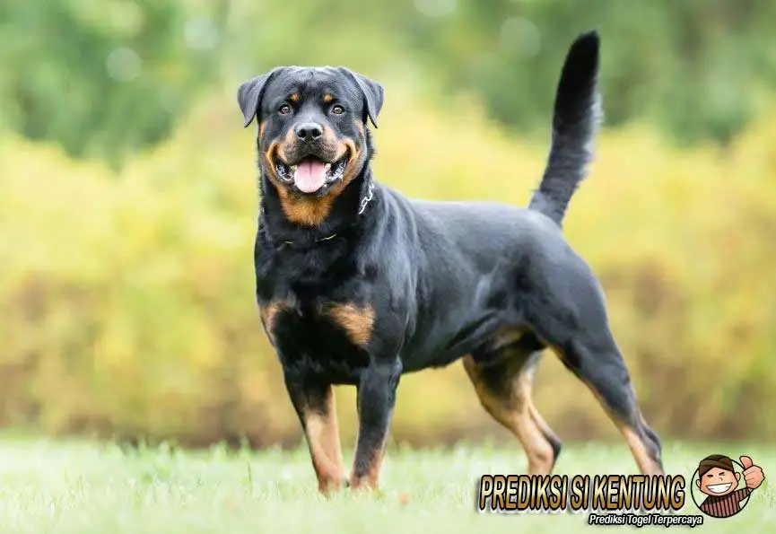 Kode Alam Digigit Anjing di Tubuh Menurut Erek Erek 2D 3D 4D Terbaru - seringkali dikaitkan dengan keberuntungan yang mungkin akan mendatangi seseorang